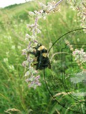 Шмель глинистый 001